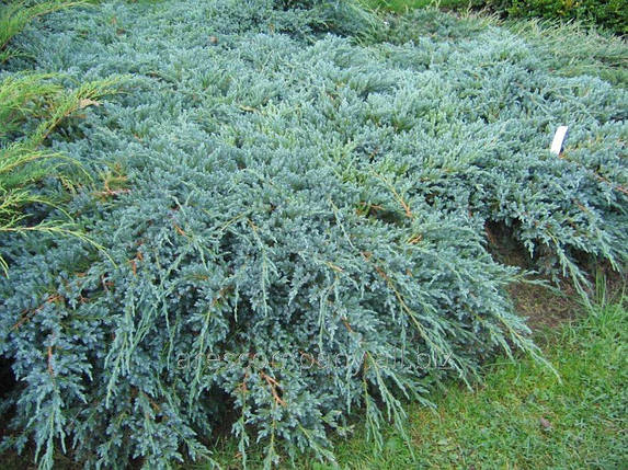 Ялівець китайський Blue Alps 2 річний,Можжевельник китайский Блю Альпс, Juniperus chinensis Blue Alps, фото 1