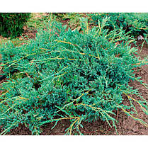 Ялівець лускатий Blue Carpet,Можжевельник чешуйчатый Блю Карпет, Juniperus squamata Blue Carpet, фото 3