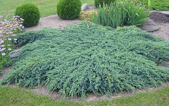 Ялівець лускатий Blue Carpet,Можжевельник чешуйчатый Блю Карпет, Juniperus squamata Blue Carpet, фото 3