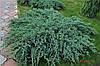 Ялівець лускатий Blue Carpet,Можжевельник чешуйчатый Блю Карпет, Juniperus squamata Blue Carpet, фото 3