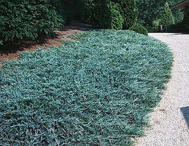 Ялівець горизонтальний Блю Чіп 3 річний, Можжевельник горизонтальный Блю Чип, Juniperus horizontalis Blue Chip, фото 3