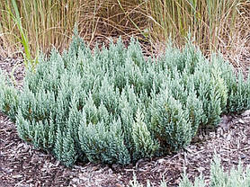 Ялівець горизонтальний Блю Чіп 3 річний, Можжевельник горизонтальный Блю Чип, Juniperus horizontalis Blue Chip, фото 2