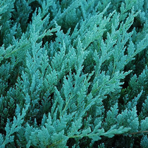 Ялівець горизонтальний Блю Чіп 3 річний, Можжевельник горизонтальный Блю Чип, Juniperus horizontalis Blue Chip