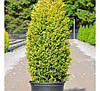Ялівець звичайний Голд Кон 2 річний,Можжевельник обыкновенный Голд Кон, Juniperus communis Gold Cone, фото 2