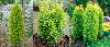 Ялівець звичайний Голд Кон 2 річний,Можжевельник обыкновенный Голд Кон, Juniperus communis Gold Cone, фото 3