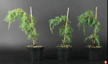 Ялівець звичайний Horstmann 3 річний, Можжвельник обыкновенный Хорстманн, Juniperus communis Horstmann, фото 3