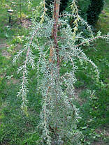 Ялівець звичайний Horstmann 3 річний, Можжвельник обыкновенный Хорстманн, Juniperus communis Horstmann, фото 2