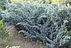 Ялівець лускатий Meyeri 3 річний, Juniperus squamata Meyeri, фото 8