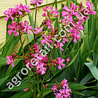 Лихнис Рожевий блиск 0.1 г Hem Zaden, фото 2