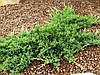 Ялівець горизонтальний Prince of Wales 3 річний, Можжевельник горизонтальный Принц Уэльский, Juniperus, фото 3