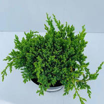 Ялівець лежачий Нана 2 річний, Можжевельник лежачий Нана, Juniperus procumbens Nana, фото 4