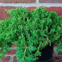 Ялівець лежачий Нана 2 річний, Можжевельник лежачий Нана, Juniperus procumbens Nana, фото 6