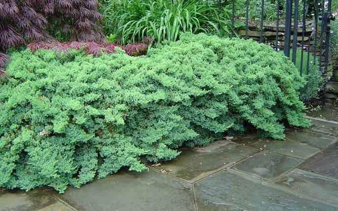 Ялівець лежачий Нана 2 річний, Можжевельник лежачий Нана, Juniperus procumbens Nana, фото 1