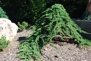 Ялівець лежачий Нана 2 річний, Можжевельник лежачий Нана, Juniperus procumbens Nana, фото 3