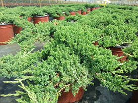 Ялівець лежачий Нана 2 річний, Можжевельник лежачий Нана, Juniperus procumbens Nana, фото 5