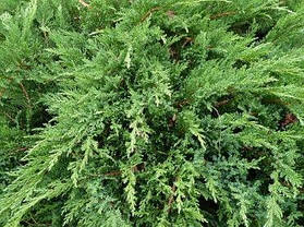 Ялівець козацький Тамарисцифолия 4 річн, Можжевельник казацкий Тамарисцифолия, Juniperus sabina Tamariscifolia, фото 3