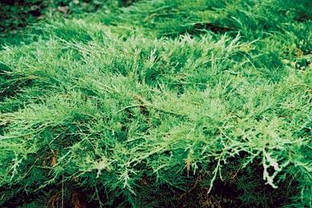 Ялівець козацький Тамарисцифолия 4 річн, Можжевельник казацкий Тамарисцифолия, Juniperus sabina Tamariscifolia, фото 2