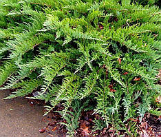 Ялівець козацький Тамарисцифолия 4 річн, Можжевельник казацкий Тамарисцифолия, Juniperus sabina Tamariscifolia