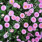 Маргаритка Бал троянд рожева 0.1 г Hem Zaden, фото 2