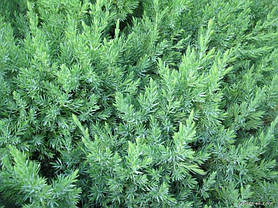 Ялівець китайський Stricta 2 річний, Можжевельник китайский Стрикта, Juniperus chinensis Stricta, фото 5