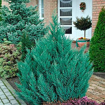 Ялівець китайський Stricta 2 річний, Можжевельник китайский Стрикта, Juniperus chinensis Stricta, фото 3