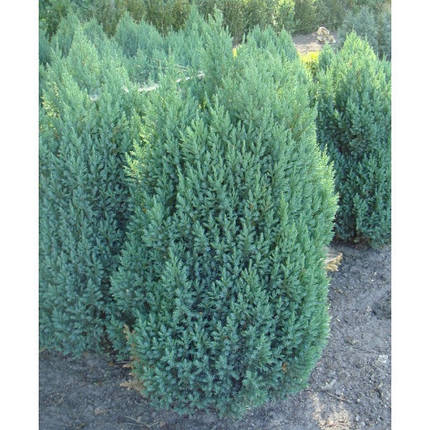 Ялівець китайський Stricta 2 річний, Можжевельник китайский Стрикта, Juniperus chinensis Stricta, фото 1