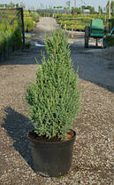 Ялівець китайський Stricta 2 річний, Можжевельник китайский Стрикта, Juniperus chinensis Stricta, фото 4