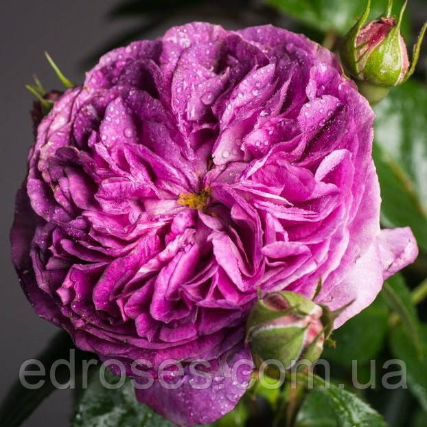 Парфуми Фловер Циркус (Parfum Flower Circus), фото 1
