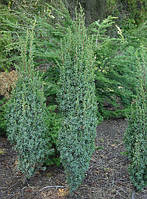 Ялівець звичайний Suecica 3 річний, Можжевельник обыкновенный Суецика, Juniperus communis Suecica