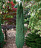 Ялівець звичайний Suecica 3 річний, Можжевельник обыкновенный Суецика, Juniperus communis Suecica, фото 2