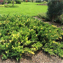 Ялівець китайський Expansa Variegata 3 річний, Можжевельник китайский Экспанса Вариегата, Juniperus chinensis, фото 6