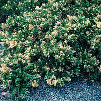 Ялівець китайський Expansa Variegata 3 річний, Можжевельник китайский Экспанса Вариегата, Juniperus chinensis