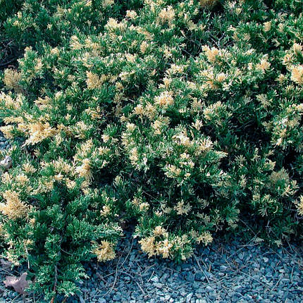 Ялівець китайський Expansa Variegata 3 річний, Можжевельник китайский Экспанса Вариегата, Juniperus chinensis, фото 1