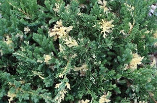 Ялівець китайський Expansa Variegata 3 річний, Можжевельник китайский Экспанса Вариегата, Juniperus chinensis, фото 3