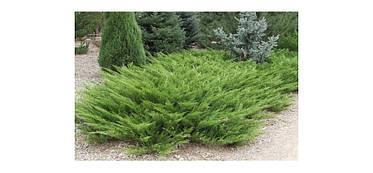 Ялівець козацький 3-річний, Можжевельник казацкий, Juniperus sabina, фото 3