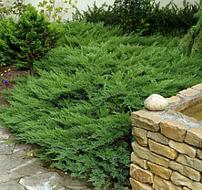 Ялівець козацький 3-річний, Можжевельник казацкий, Juniperus sabina, фото 3