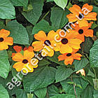 Тунбергія Чорноока красуня 0.1 г Hem Zaden, фото 2