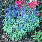 Сальвія Блу бедер синя 0.5 г Hem Zaden, фото 2