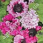 Петунія Черніго тріумф F1 10 шт Чехія, фото 2