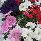 Петунія Танго суміш F1 20 шт Нідерланди, фото 2