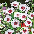 Льон Білий з червоним вічком 0.5 г Hem Zaden, фото 2