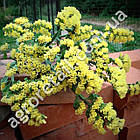 Статиця (кермек) Золотий пісок 0.1 г Hem Zaden, фото 2