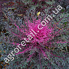 Капуста декоративна Павич червона F1 10 шт Satimex, фото 2