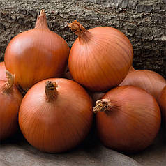 Насіння ріпчастої цибулі Меллорі F1 (Mallory F1) Bejo 250000