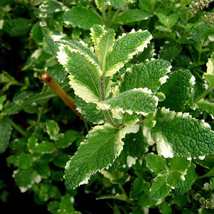 Саджанці М'яти ананасної (Mentha rotundifolia Ananasminze) Р9