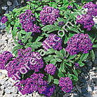 Геліотроп Маріне темно-синій 0.1 г Hem Zaden, фото 3