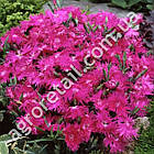 Гвоздика Супра пурпурна F1 профі 100 шт Hem Genetics, фото 2