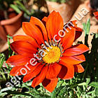 Газанія Промеза червона з обідком 10 шт Hem Zaden, фото 2