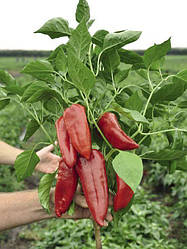 Насіння солодкого перцю Портека F1 (Porteca F1) Rijk Zwaan 1000