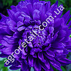 Айстра Синій магніт 0.2 г Hem Zaden, фото 2